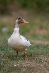duck on the grass field