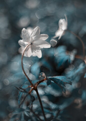 Kwiaty leśne w sezonie wiosennym. Łąka z białymi zawilcami. Las z kwitnącymi zawilcami. Białe zawilce gajowego. Świeże kwiaty. Temat kwiatowy.	