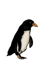 Color vector penguin on white isolated , bird of Antarctica and the south coast of Africa