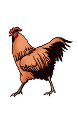 Vector color  of rooster isolated on white background,graphical illustration