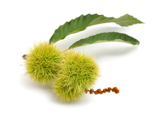 Castanea sativa, or sweet chestnut fruit. Isolated on white background.