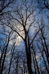 Obraz premium trees in the sky