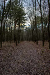 path in the woods