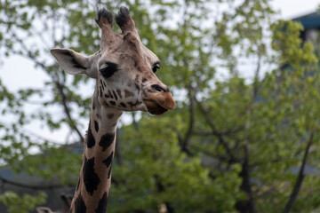 giraffe portrait in zoo