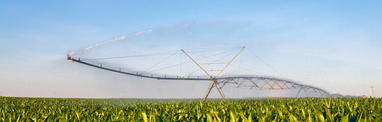 Agricultural irrigation system watering corn fields in summer	