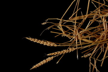 Frame straw pile with wheat ear isolated on black background and texture