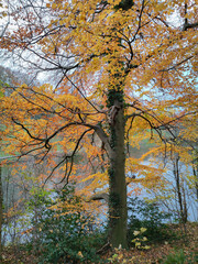 Beautiful autumn image of the branches of a European beech tree (Fagus Sylvatica) with vibrant yellow to orange colored leaves.