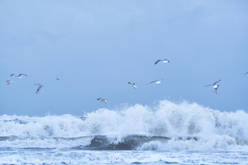 Seagulls flying over huge wave at the northern sea. High quality photo