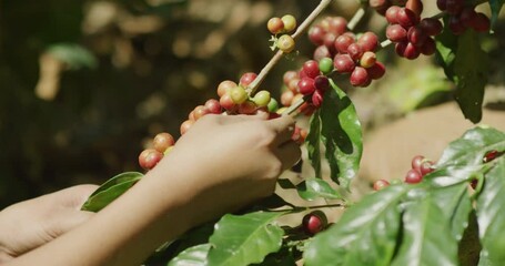 Womans hands hand picking coffee berries from branch on farm in Guatemala