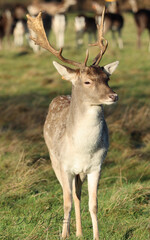 Young Stag  in Phoenix Park Dublin