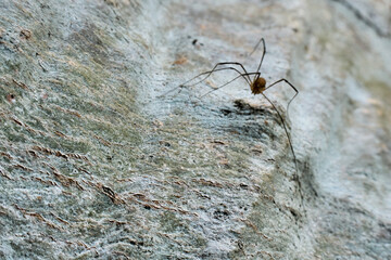 A spider walking on a tree trunk

