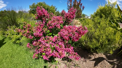 flowers in the garden