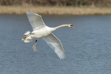 Fototapeta na wymiar Mute swan flying over a lake