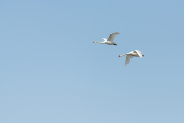 Fototapeta na wymiar Two flying mute swan with blue sky background