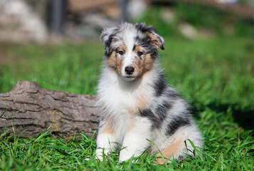 Funny Australian Shepherd puppies playing in the park