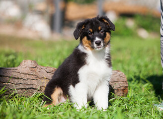 Funny Australian Shepherd puppies playing in the park