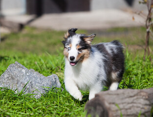 Funny Australian Shepherd puppies playing in the park