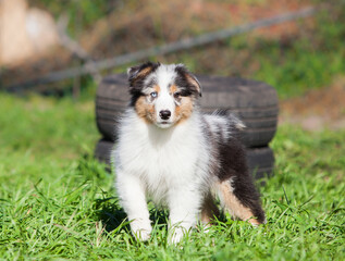 Funny Australian Shepherd puppies playing in the park