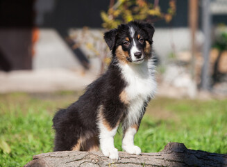 Funny Australian Shepherd puppies playing in the park