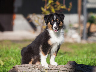 Funny Australian Shepherd puppies playing in the park