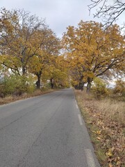 road in autumn