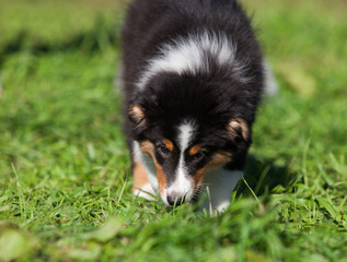 Funny Australian Shepherd puppies playing in the park
