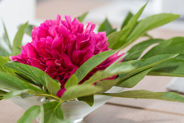 Pfingstrose aufgeblüht in Wasserschale