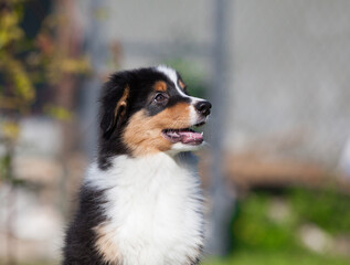 Funny Australian Shepherd puppies playing in the park
