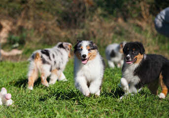 Funny Australian Shepherd puppies playing in the park
