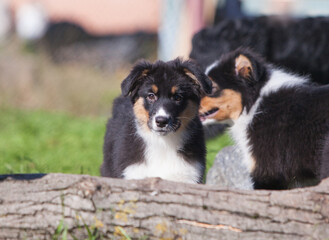 Funny Australian Shepherd puppies playing in the park