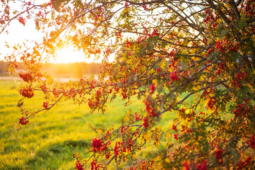 Rowantree in autumn. Golden sunlight. Österbotten/Pohjanmaa, Finland