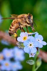 Macro shot of honey bee with pollen on its legs cleaning itself while collecting nectar from blue Forget-Me-Not 
