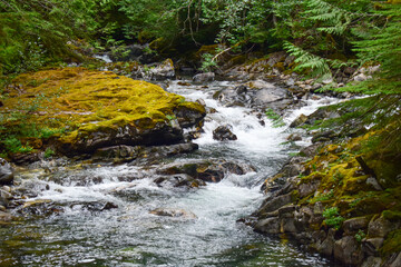 river in the forest