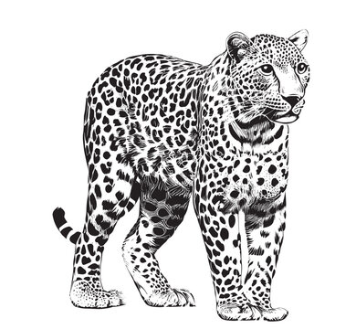 Leopard standing hand drawn sketch wild animals Vector illustration