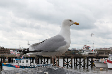 Fototapeta na wymiar European Herring Gull