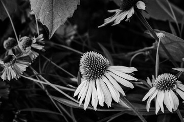 Blumen in schwarz-weiß