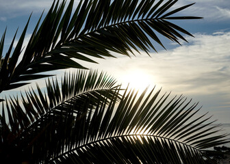 Palm fronds in front of beautiful blue cloudy sky in the background
