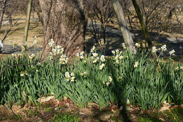 Narcissus flowers. Amaryllidaceae perennial plants.
White or yellow flowers bloom from winter to spring.
