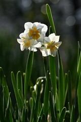 Narcissus flowers. Amaryllidaceae perennial plants.
White or yellow flowers bloom from winter to spring.