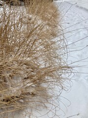 frozen grass - winter wonderland