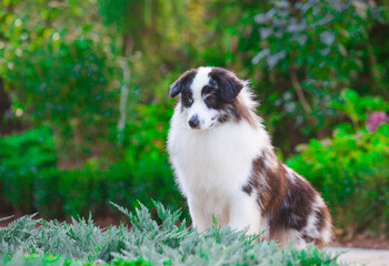 American Miniature Shepherd merle in the park