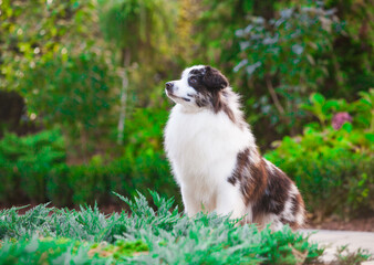 Obraz premium American Miniature Shepherd merle in the park