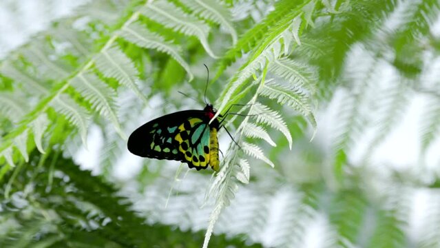 a high frame rate clip of a male cairns birdwing butterfly resting on a fern at kuranda in north qld, australia