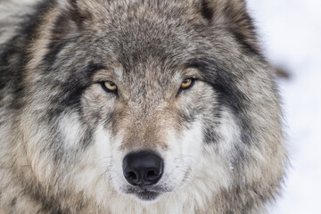 Naklejka na ściany i meble timber wolf portrait in winter