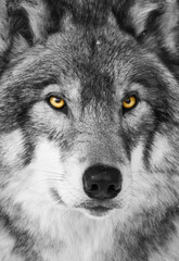 timber wolf portrait in winter - obrazy, fototapety, plakaty