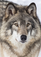 Naklejka na ściany i meble timber wolf portrait in winter