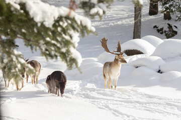  European fallow deer (Dama dama) in winter