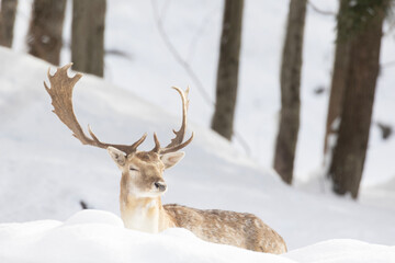 Naklejka na ściany i meble European fallow deer (Dama dama) in winter