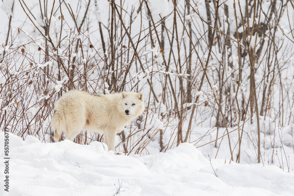 Poster arctic wolf (canis lupus arctos) in winter