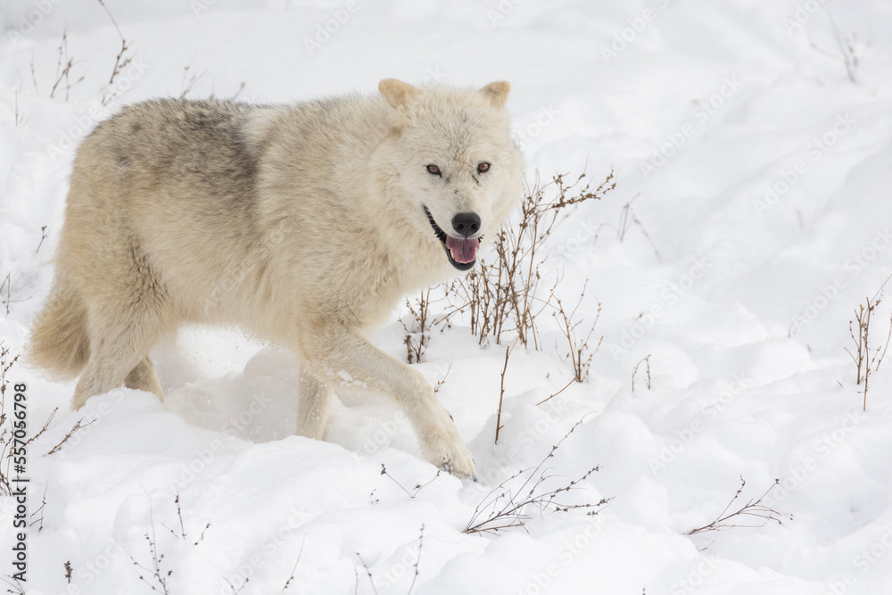 Canvas Prints arctic wolf (canis lupus arctos) in winter